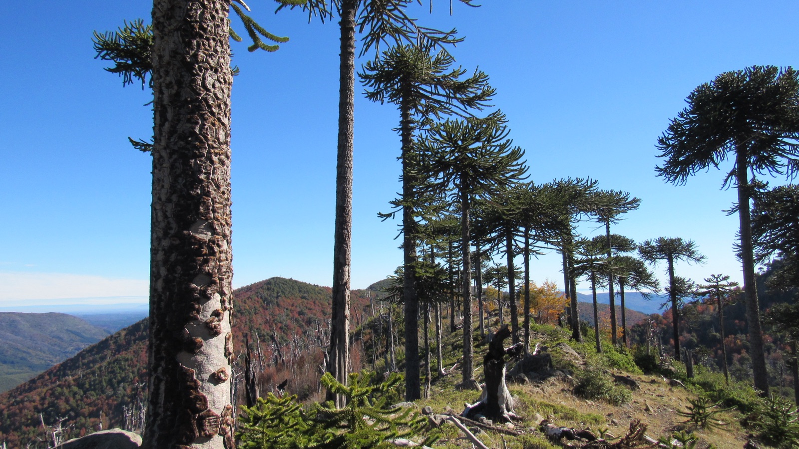 Bosque nativo chileno con araucarias